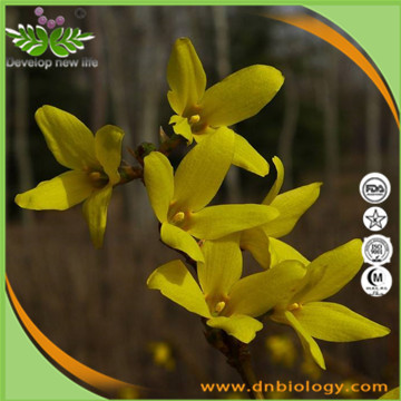 Weeping Forsythia Extract