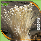 Enokitake Extract