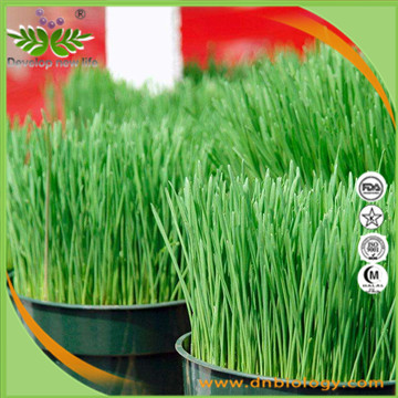 Wheatgrass Extract