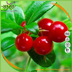 Uva Ursi Extract/Bearberry Extract