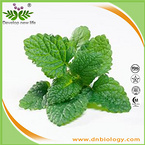 lemon balm extract