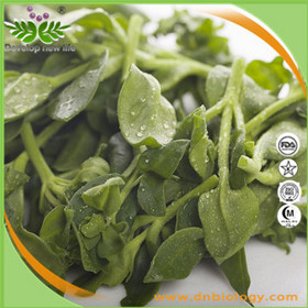 Andrographis Paniculate Extract