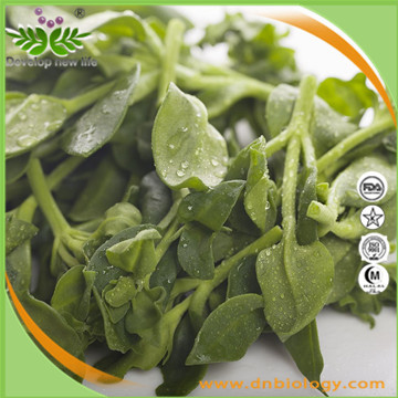 Andrographis Paniculate Extract