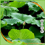 Lotus Leaf Extract