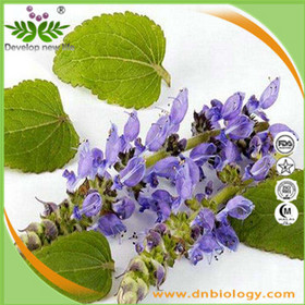 Coleus Forskohlii Extract