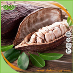 Cocoa Seed Extract