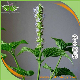 Wrinkled Gianthyssop Herb Extract