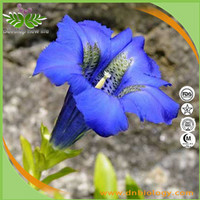 Gentian Extract