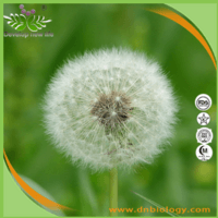 Dandelion Extract