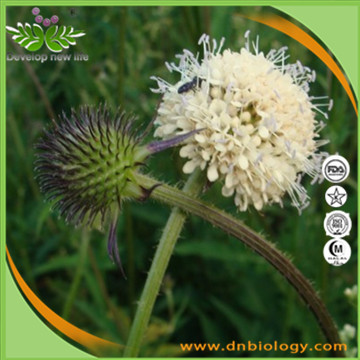 Teasel Root Extract,Dipsacus Root Extract