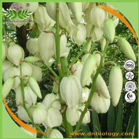 Yucca Extract