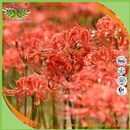 Lycoris Radiata Extract