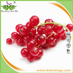 Black Currant Extract