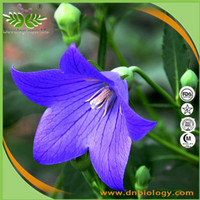 Platycodon extract / Balloonflower Root Extract