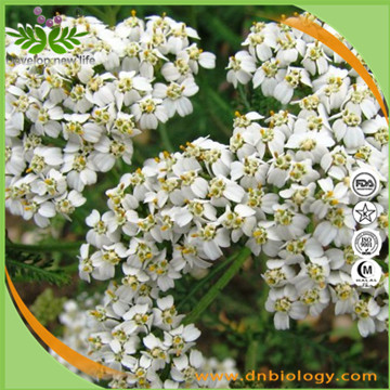 Yarrow extract