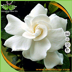 Gardenia Extract