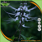 Orthosiphon Stamineus extract 