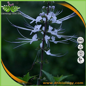 Orthosiphon Stamineus extract 