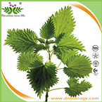 Nettle Extract/Nettle Root Extract/Nettle Leaf Extract