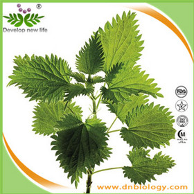 Nettle Extract/Nettle Root Extract/Nettle Leaf Extract