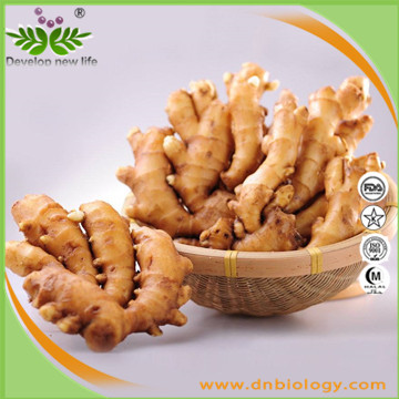 Water Soluble Ginger Extract