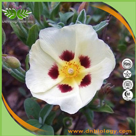 Rockrose extract