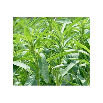 Salvia Extract