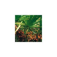 Saw Palmetto Berry Extract