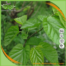 Mulberry Leaf Extract