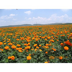 Marigold Extract