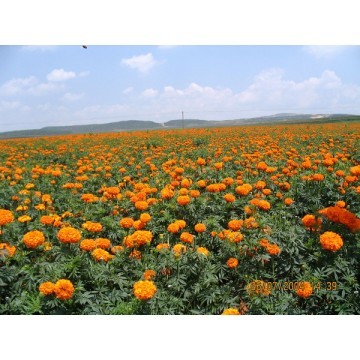 Marigold Extract