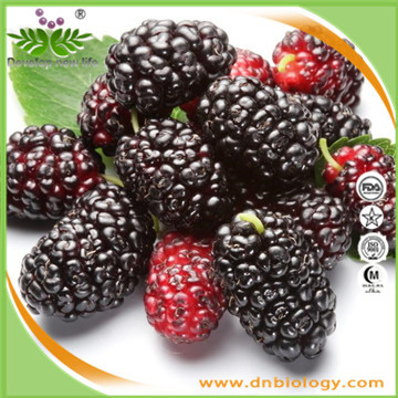 Mulberry Fruit Extract