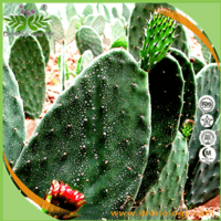 Cactus Extract