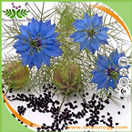 Nigella sativa Extract