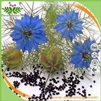 Nigella sativa Extract