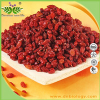 Barberry Extract Powder/Berberis Vulgaris