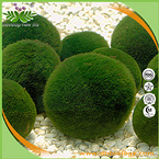 Chlorella Powder