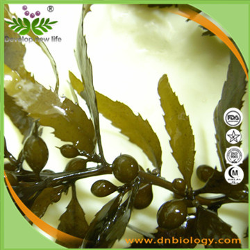 Seaweed Extract 