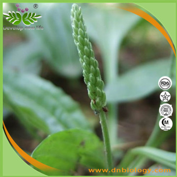 Plantago Extract