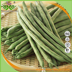 Green Bean Extract