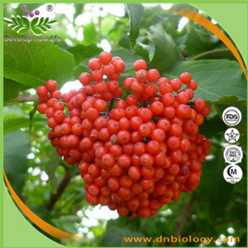 Elder Berry Extract