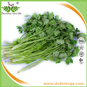 Coriander Extract