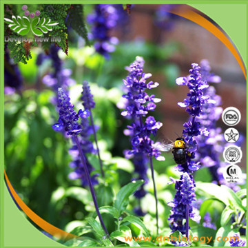 Clary Sage Extract