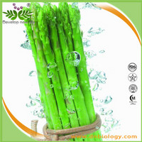 Asparagus Extract