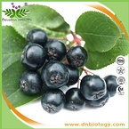 Aronia  Extract/Chokeberry Extract