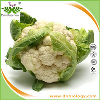 Cauliflower Extract/Cauliflower powder