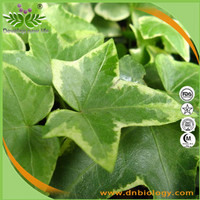 Ivy Extract /Chinese Ivy Stem Extract