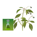 Pure & Natural Camphor Essential Oil (Cinnamomum Camphora) with high quality 