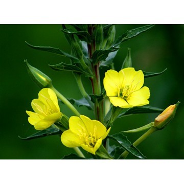 Health Products Natural Evening primrose Essential Oil For Food Supplement OEM 