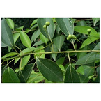 Food Grade High Quality Camphor Tree Oil 